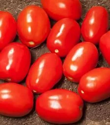 Насіння томату КС 720 F1, п.о. 5 тис. насінин (Kitano Seeds)