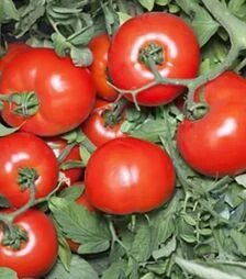 Насіння томату КС 835 F1, п.о. 1 тис. насінин (Kitano Seeds)