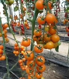 Насіння томату КС 97 F1, п.о. 500 насінин (Kitano Seeds)