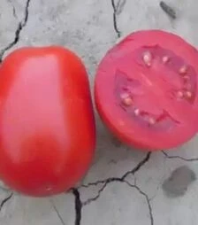 Насіння томату Леонероссо F1, п.о. 1 тис. насінин (Cora Seeds)