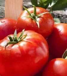 Насіння томату Тропікал Джем F1, п.о. 1 тис. насінин (United Genetics)