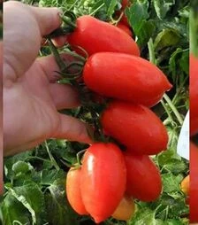 Насіння томату Брісколіно F1, п.о. 10 тис. насінин (United Genetics)