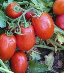 Насіння томату UG 8168 F1, п.о. 10 тис. насінин (United Genetics)