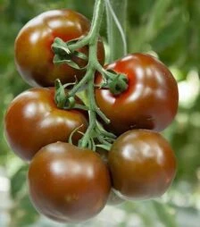 Насіння томату Наомі F1, п.о. 500 насінин (Breeding Seeds)