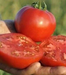 Семена томата Мейс F1, п.е. 1 тыс. семян (Yuksel Tohum)