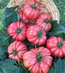 Семена томата Пинк Кой F1, п.е. 500 семян (Yuksel Tohum)
