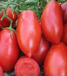 Насіння томату Рокія F1, п.о. 25 тис. насінин (Cora Seeds)