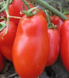 Насіння томату Флендер F1, п.о. 25 тис. насінин (Cora Seeds)