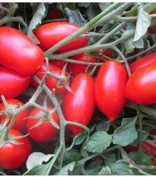 Насіння томату Каваліно Россо F1, п.о. 25 тис. насінин (Cora Seeds)