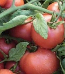 Насіння томату Пінк Світнес F1, п.о. 2500 насінин (Lark Seeds)