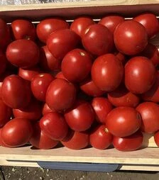 Насіння томату 9969 F1, п.о. 5 тис. насінин (Spark Seeds)