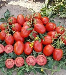 Насіння томату 9905 F1, п.о. 100 тис. насінин (Spark Seeds)