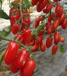 Насіння томату Гаспачо F1, 50 г (Breeding Seeds)