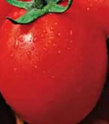 Насіння томату Рома, 500 г (Коуел)