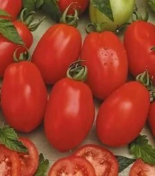 Насіння томату Ріо Гранде, 500 г (Hortus)
