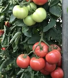 Насіння томату Еспада F1, п.о. 1 тис. насінин (Cora Seeds)