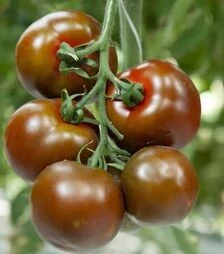 Насіння томату Наомі F1, п.о. 1 тис. насінин (Breeding Seeds)