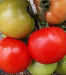Насіння томату Флорида 47 F1, п.о. 1 тис. насінин (Seminis)
