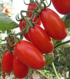 Насіння томату Цукеріно F1, п.о. 100 насінин (Cora Seeds)