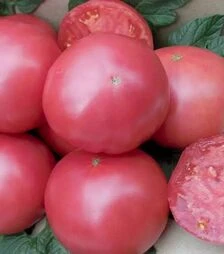Насіння томату Сім-Сім F1, п.о. 250 насінин (Libra Seeds)