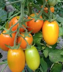 Насіння томату Пальміра F1, п.о. 250 насінин (Breeding Seeds)