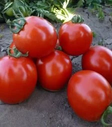 Семена томата КС 215 F1, п.е. 5 тыс. семян (Kitano Seeds)