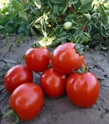 Насіння томату Асвон F1, п.о. 5 тис. насінин (Kitano Seeds)