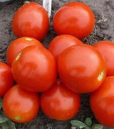 Насіння томату 1855 F1, п.о. 5 тис. насінин (Spark Seeds)