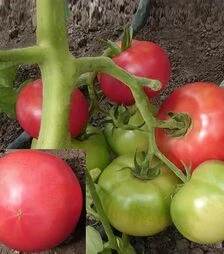 Семена томата Тех 2721 F1, п.е. 500 семян (Takii Seed)