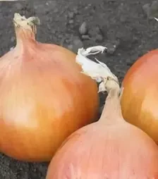 Насіння ріпчатої цибулі Джела F1, п.о. 250 тис. насінин (Libra Seeds)