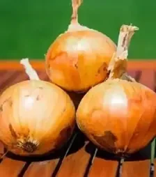 Насіння ріпчатої цибулі Альбатрос F1, п.о. 250 тис. насінин (Libra Seeds)