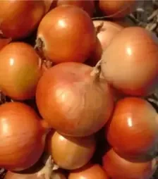 Насіння ріпчатої цибулі Ейфорія F1, п.о. 250 тис. насінин (Libra Seeds)