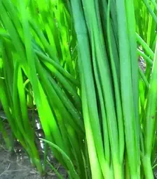 Насіння цибулі батун Кімі F1, п.о. 10 тис. насінин (Cora Seeds)