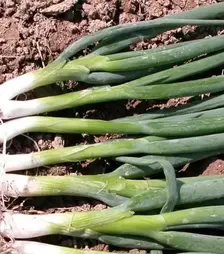 Насіння цибулі батун Байкал, 1 кг (Moravoseed)