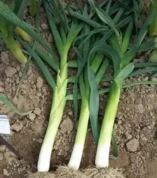 Насіння цибулі порей Голет, 1 кг (Moravoseed)