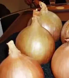 Насіння ріпчатої цибулі Венера F1, п.о. 250 тис. насінин (Libra Seeds)