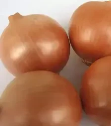 Семена репчатого лука Сандра F1, п.е. 250 тыс. семян (Cora Seeds)