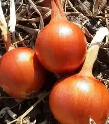 Насіння ріпчатої цибулі Фенікс F1, п.о. 250 тис. насінин (Libra Seeds)