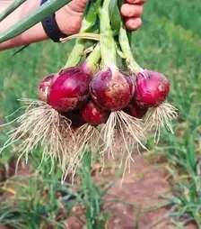 Насіння ріпчастої цибулі Дівіна F1, п.о. 250 тис. насінин (Cora Seeds)