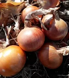 Насіння ріпчастої цибулі Імперіос F1, п.о. 100 тис. насінин (Lark Seeds)