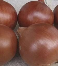 Насіння ріпчастої цибулі Оленка F1, п.о. 250 тис. насінин (Cora Seeds)