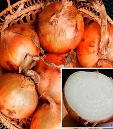 Насіння ріпчастої цибулі Екстра Ерлі Голд F1, п.о. 100 тис. насінин (United Genetics)