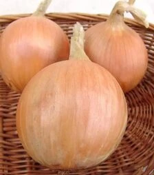 Насіння ріпчастої цибулі Тріумф F1, п.о. 250 тис. насінин (Moravoseed)