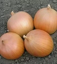 Насіння ріпчастої цибулі Фундадор F1, п.о. 250 тис. насінин (Cora Seeds)