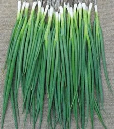 Насіння цибулі батун Лонг Токио, 100 г (Breeding Seeds)