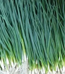 Насіння цибулі батун Вулкан, 100 г (Kitano Seeds)