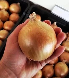 Насіння ріпчастої цибулі Августа, 1 кг (Moravoseed)