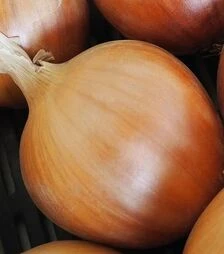 Насіння ріпчастої цибулі Арміна, 100 г (Moravoseed)