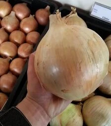 Насіння ріпчастої цибулі Глобо, 100 г (Moravoseed)
