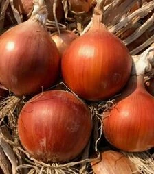 Насіння ріпчастої цибулі Аттіка F1, п.о. 250 тис. насінин (Cora Seeds)